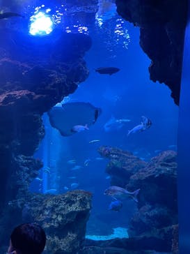 京都水族館に投稿された画像（2021/12/29）