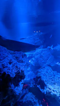 すみだ水族館に投稿された画像（2021/12/29）