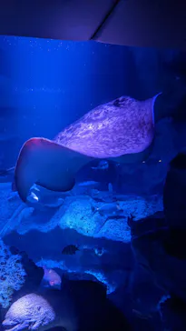 すみだ水族館に投稿された画像（2021/12/29）