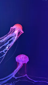 すみだ水族館に投稿された画像（2021/12/29）