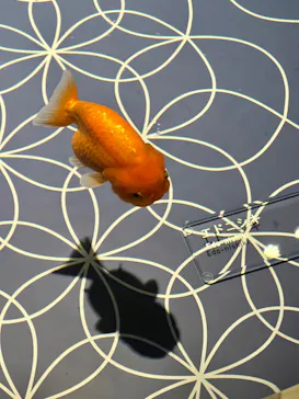 すみだ水族館に投稿された画像（2021/12/29）