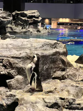 すみだ水族館に投稿された画像（2021/12/29）