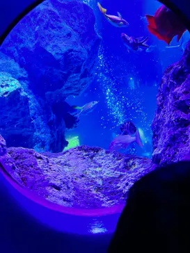 すみだ水族館に投稿された画像（2021/12/29）