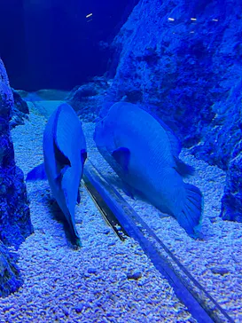 すみだ水族館に投稿された画像（2021/12/29）