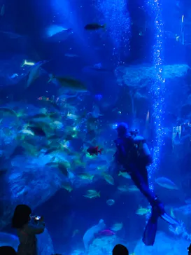 すみだ水族館に投稿された画像（2021/12/29）
