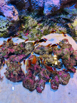 すみだ水族館に投稿された画像（2021/12/29）