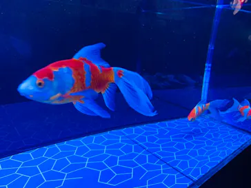 すみだ水族館に投稿された画像（2021/12/29）