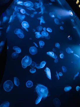 すみだ水族館に投稿された画像（2021/12/29）