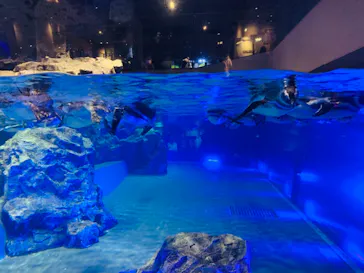 すみだ水族館に投稿された画像（2021/12/29）