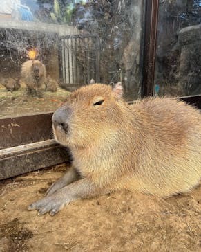 伊豆シャボテン動物公園に投稿された画像（2021/12/29）