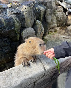 伊豆シャボテン動物公園に投稿された画像（2021/12/29）