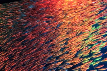 名古屋港水族館に投稿された画像（2021/12/29）