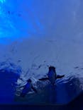 サンシャイン水族館に投稿された画像（2021/12/29）