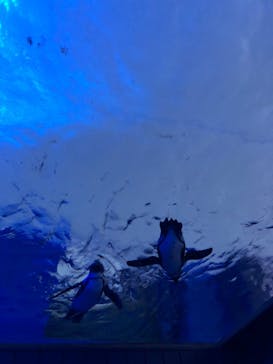 サンシャイン水族館に投稿された画像（2021/12/29）