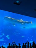 沖縄美ら海水族館に投稿された画像（2021/12/29）