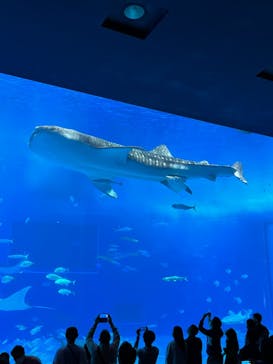 沖縄美ら海水族館に投稿された画像（2021/12/29）