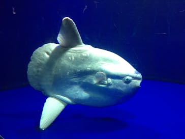 サンシャイン水族館に投稿された画像（2021/12/29）