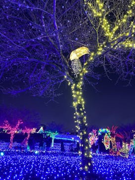 伊豆ぐらんぱる公園に投稿された画像（2021/12/29）