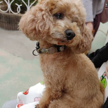 IPCわんわん動物園に投稿された画像（2021/12/29）