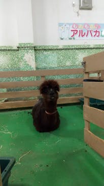 Moff animal world BIGHOPガーデンモール印西店に投稿された画像（2021/12/29）