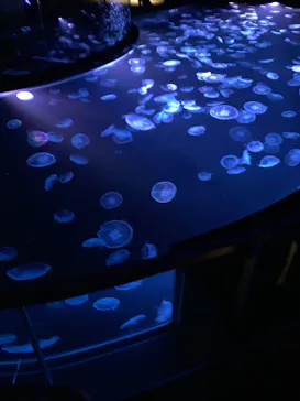 すみだ水族館に投稿された画像（2021/12/29）