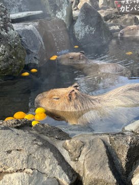 伊豆ぐらんぱる公園に投稿された画像（2021/12/29）