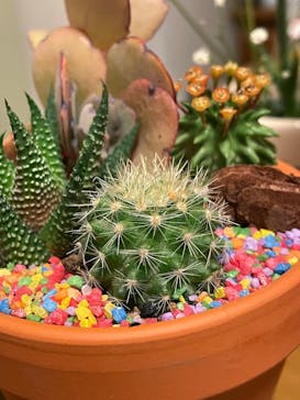 伊豆ぐらんぱる公園に投稿された画像（2021/12/29）