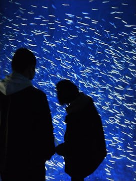 大分マリーンパレス水族館 「うみたまご」に投稿された画像（2021/12/29）