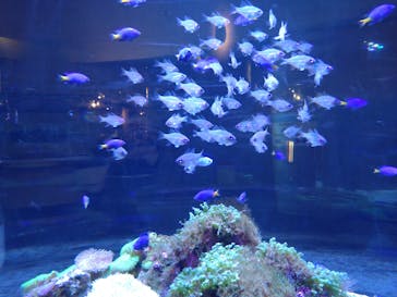 大分マリーンパレス水族館 「うみたまご」に投稿された画像（2021/12/29）