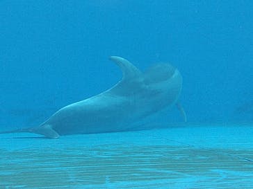 大分マリーンパレス水族館 「うみたまご」に投稿された画像（2021/12/29）