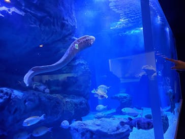 マクセル アクアパーク品川に投稿された画像（2021/12/29）