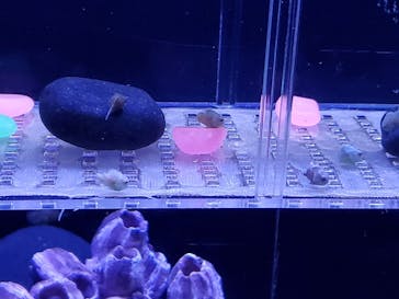 マクセル アクアパーク品川に投稿された画像（2021/12/29）