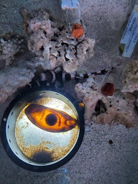 マクセル アクアパーク品川に投稿された画像（2021/12/29）