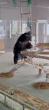 のぼりべつクマ牧場に投稿された画像（2021/12/30）