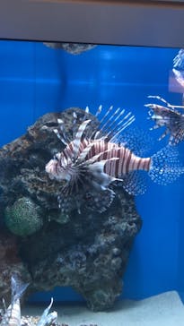 アクアワールド茨城県大洗水族館に投稿された画像（2021/12/30）