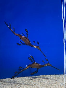 サンシャイン水族館に投稿された画像（2021/12/30）