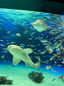 サンシャイン水族館に投稿された画像（2021/12/30）