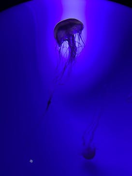 サンシャイン水族館に投稿された画像（2021/12/30）