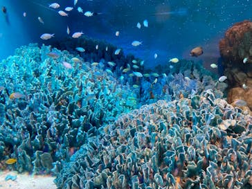 サンシャイン水族館に投稿された画像（2021/12/30）