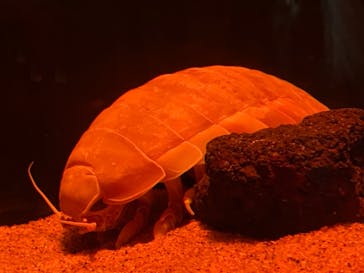 サンシャイン水族館に投稿された画像（2021/12/30）