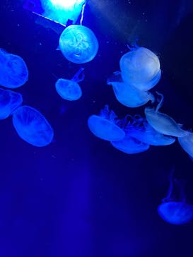 サンシャイン水族館に投稿された画像（2021/12/30）