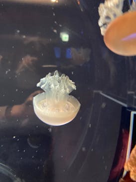 名古屋港水族館に投稿された画像（2021/12/30）