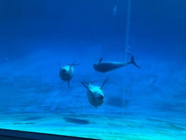 名古屋港水族館に投稿された画像（2021/12/30）