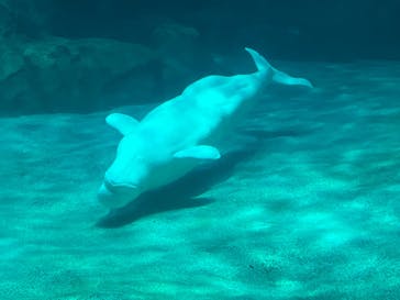 名古屋港水族館に投稿された画像（2021/12/30）