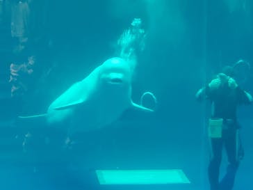 島根県立 しまね海洋館に投稿された画像（2021/12/30）