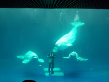 島根県立 しまね海洋館に投稿された画像（2021/12/30）