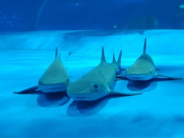 島根県立 しまね海洋館に投稿された画像（2021/12/30）