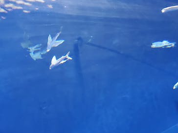島根県立 しまね海洋館に投稿された画像（2021/12/30）