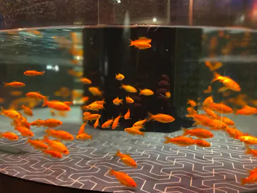 すみだ水族館に投稿された画像（2021/12/30）