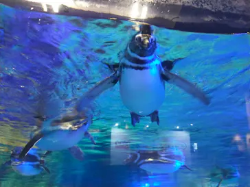 すみだ水族館に投稿された画像（2021/12/30）